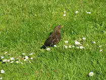 Amsel, gesehen und fotografiert in der B�rgerwiese, Grevesm�hlen 07.05.2011