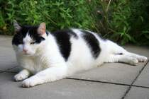 Ein dicker Kater liegt  auf den Gartenplatten in Kohlscheid-Bank am Abend des 7.7.2012.