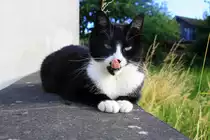 Eine Katzer sitzt auf der Mauer in Kohlscheid-Bank in der Abendsonne am 7.7.2012.