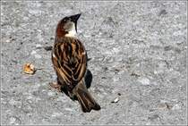 Na, will mir da etwa jemand den Brocken streitig machen? Haussperling, 23.05.2012.