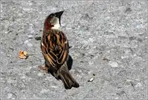 Na, will mir da etwa jemand den Brocken streitig machen? Haussperling, 23.05.2012.