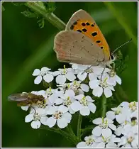 Ein kleiner Feuerfalter (Lycaena phlaeas) saugt Nektar auf einer Bl�te gemeinsam mit einer Fliege. 07.07.2012 (Jeanny) 
