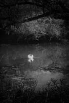 In einem stillen Altarm des Mains dreht ein einsamer Schwan seine Runden. Bei Gemnden, 09.07.12