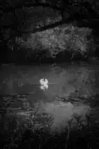 In einem stillen Altarm des Mains dreht ein einsamer Schwan seine Runden. Bei Gem�nden, 09.07.12