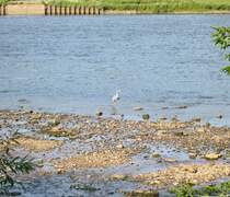 Ein Fischreiher steht in einem der Zufl�sse des Lockwitzbaches in die Elbe in Dresden. Fotografiert am 14.07.2012