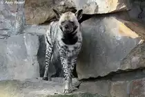 Die Streifenhy�ne ist die Kleinste der drei Eigentlichen Hy�nen.