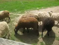 eine Skudden Schafherde in M�hlenhagen am 15.7.12