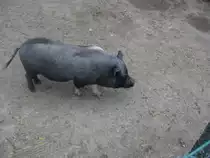 ein Vietnamesisches H�ngebauchschwein in M�hlenhagen am 15.7.12