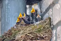 K�ken eines Hausrotschwanz-Paares warten auf F�tterung - 29.05.2012