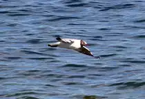 Lachm�we am Chiemsee - 27.04.2012