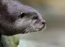 Zwergotter - Zoo Berlin