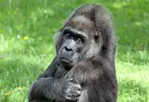 Flachland-Gorilla. Berliner Zoo.  Fatou  geb. 1957. 