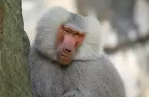 Mantelpavian im Zoo Berlin 16.07.2012