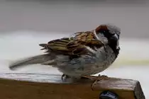 Spatz lauert beim  Essen  auf sein Anteil. - 02.06.2012