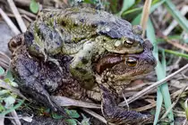 Kr�tenwanderung im April