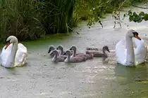 Schwanenp�rchen vom �ckerm�nder Strandweg, wie in den letzten Jahren, mit ihrem Nachwuchs hier im Juni.
