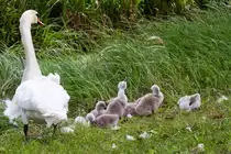  Was H�nschen nicht lernt, lernt Hans nimmermehr , scheint die Schwanen-Mamma ihrem Nachwuchs gerade zu vermitteln. - 29.05.2012

