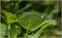 Verschnaufspause!
(18.07.2012)