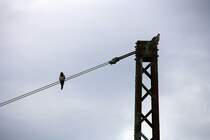 Zwei Vgel sitzen auf dem Strommast von der Eisenbahn.
Aufgenommen kurz vor Aachen-Rothe-Erde bei Regenwolken am 20.7.2012.