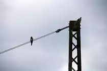 Zwei V�gel sitzen auf dem Strommast von der Eisenbahn.
Aufgenommen kurz vor Aachen-Rothe-Erde bei Regenwolken am 20.7.2012.