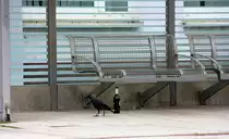 Ein Rabe sucht nach Leergut in Recklinghausen-Hbf am 21.7.2012.