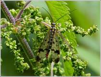 Eine Schnabelfliege (Mecoptera) macht an einer Brennnessel eine kurze Rast. 20.07.2012  (Hans)