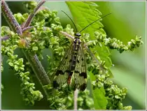 Eine Schnabelfliege (Mecoptera) macht an einer Brennnessel eine kurze Rast. 20.07.2012  (Hans)