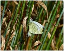 (Pieris napi) Rapsweilinge bei der Paarung. 21.07.2012  (Hans)