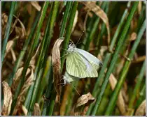(Pieris napi) Rapswei�linge bei der Paarung. 21.07.2012  (Hans)