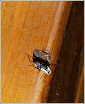 Auf einer Banklehne am Wegesrand habe ich diese rotbeinige Baumwanze (Pentatoma rufipes) aufgenommen.  21.07.2012   (Hans)