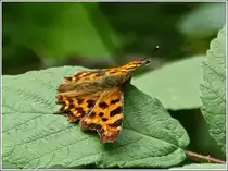 Ein C-Falter (Polygonia c-album) �ffnet die Fl�gel bei einer kurzen Rast. 20.07.2012  (Hans)