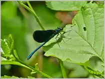 Diese Blaufl�gel-Prachtlibelle (Calopteryx virgo) liess sich in aller Ruhe von mir ablichten, bevor sie weiterflog. 20.07.2012  (Hans)