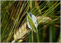 Ein Rapsweilingsprchen (Pieris napi) whrend der Paarung aufgenommen am 21.07.2012.   (Hans)