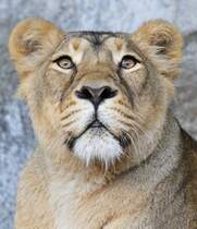 Indische Lwin im Tierpark Berlin