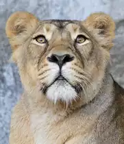 Indische L�win im Tierpark Berlin