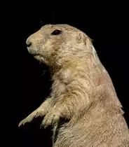Schwarzschwanz-Prairiehund im Tierpark Berlin