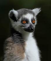 Katta im Tierpark Berlin