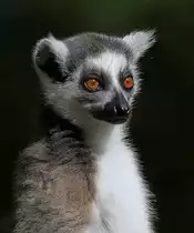 Katta im Tierpark Berlin