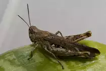 Unter Beobachtung-eines Grash�pfers - 21.07.2012