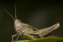 Unter Beobachtung-eines Grash�pfers - 21.07.2012