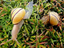 Hain-B�nderschnecke(Cepaea nemoralis)zieht ihre Schleimspur �ber die Eibenhecke, w�hrend die sich die zweite Schnecke ankotet; 120721