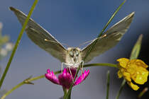 Unter Beobachtung-einen Kohlweiling unter die Flgel geschaut - 22.07.2012