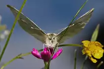 Unter Beobachtung-einen Kohlwei�ling unter die Fl�gel geschaut - 22.07.2012