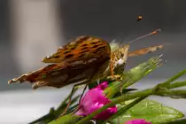 Unter Beobachtung-einen Perlmuttfalter unter die Fl�gel geschaut - 22.07.2012