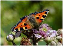 Der kleine Fuchs (Aglais urticae) mit weit geffneten Flgeln auf einer Bltte.  22.07.2012  (Jeanny)