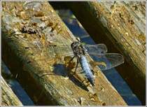 Der Groe Blaupfeil (Orthetrum cancellatum) ruht sich auf einer Sitzbank eines Ruderbootes aus. 25.07.2012  (Hans)