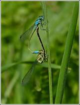 Paarungsrad eines Gemeinen Becherjungfernprchens (Enallagma cyathigerum), gesehen am 25.07.2012. (Hans)