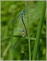 Paarungsrad eines Gemeinen Becherjungfernp�rchens (Enallagma cyathigerum), gesehen am 25.07.2012. (Hans)