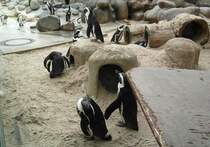 Brillenpinguine in ihrem Gehege in der Wilhelma Stuttgart(27.10.2011).
