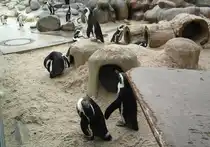 Brillenpinguine in ihrem Gehege in der Wilhelma Stuttgart(27.10.2011).